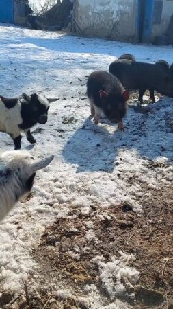 🐷🐐