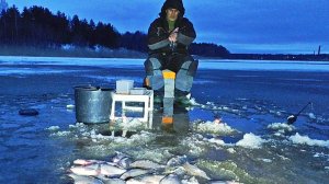 Все ушли,а клёв начался вечером .Ловля на реке на зимние донки.