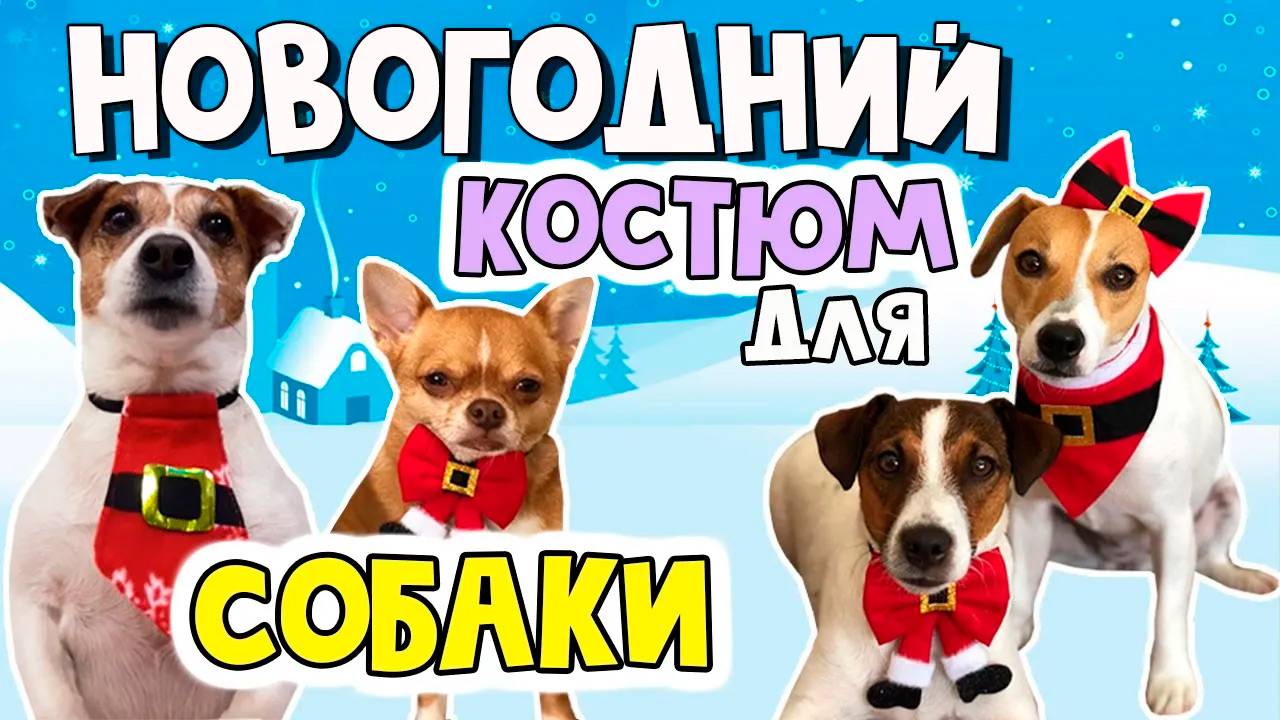 Новогоднее украшение для собаки. Костюм для питомца своими руками/DIY Christmas costume for a dog