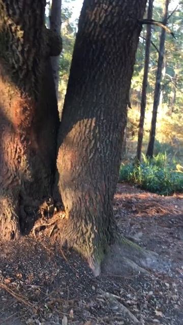 Neo the tree climbing English Shepherd!!