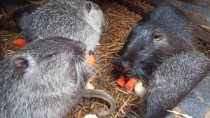 НУТРИИ : новый день - новые заботы и хлопоты. 24.02.25.