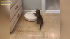 Самые смешные животные 😂 Приколы с котами и собаками 2025 😺🐶 Часть 17