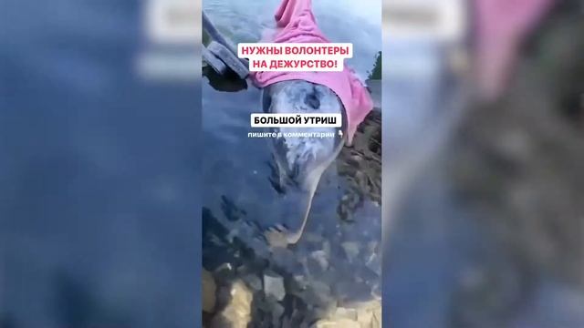 В  Анапе волонтеры борются за жизнь выброшенного на берег дельфиненка