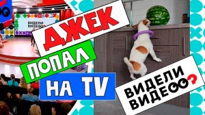Джек попал на ТВ/Джек рассел терьер ПРИКОЛЫ С СОБАКАМИ/ Эти смешные джек рассел терьеры