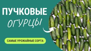 Какие Пучковые Огурцы Лучше и Почему 🥒👌