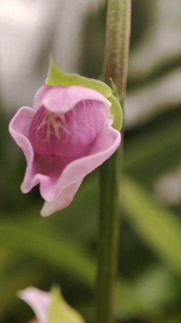 Utricularia calycifida 'asenath Waite' flower timelapse. смотреть онлайн