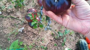 Томат - Дорога Скотдейл .Коллекционный сорт с антоцианом.