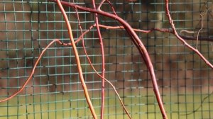 Il fascino dei rami contorti: Salix 'Erythroflexuosa'