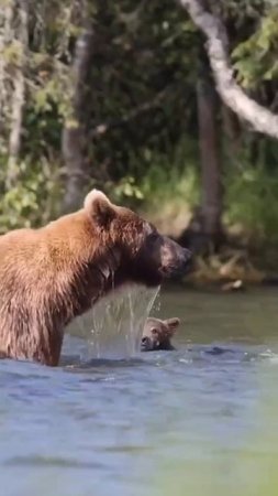 Учимся плавать) Мишутки