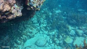 Эпизод 16: «Филиппины и Снорклинг | Парящая Черепаха и Подводная Жизнь»