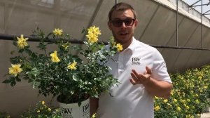 Fresh Oso Easy Lemon Zest Rose