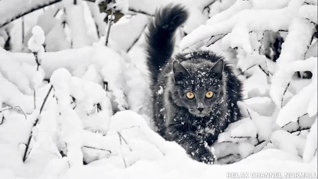 Коты и кошки - релакс видео HD. Heartsl - Our cats video HD
