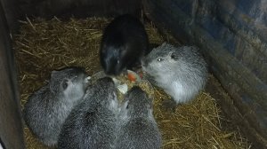 Доставка каши НУТРИЯМ : новый способ. Агрессия у НУТРИЙ. 25.02.25