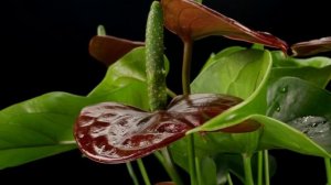 УльтраЭффект и ЭффектБио Грунт Удобрения Стимуляторы роста для комнатных растений сада и огорода