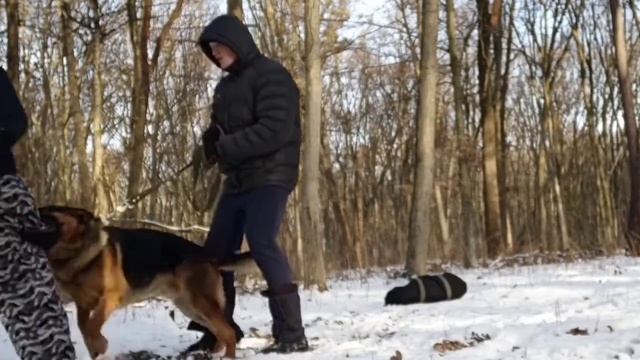 Немецкие овчарки. Винница. смотреть онлайн