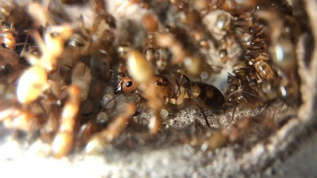 Camponotus conspicuus inaequalis смотреть онлайн