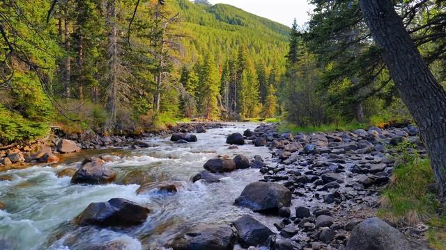 Атмосфера горной реки 4K в вечнозеленом лесу. Природа для релаксации смотреть онлайн