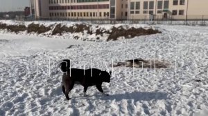 В Борском районе,где власти не могли решить проблему безнадзорных животных, их стали жестоко убивать