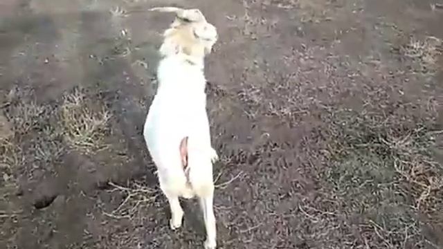 Козел огонь смотреть онлайн