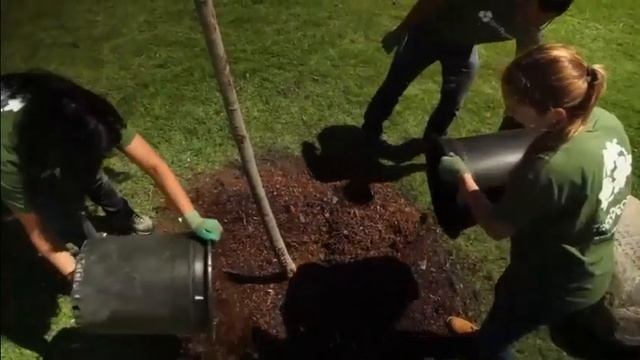 Ошибка при посадке дерева смотреть онлайн