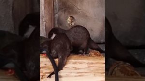 Азиатские бескоготные выдры