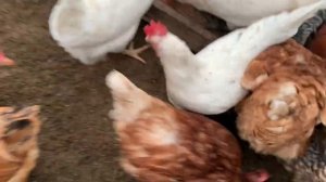 Неровное яйцо всегда сносит курица ,можно ли такое инкубировать_ Мешанка для кур _ 12 февраля 2025г