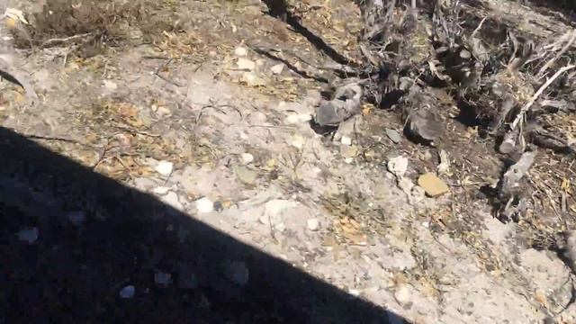 Африка.ЮАР.Кейптаун.Остров или тюрьма.Остров Робин.Март2018 смотреть онлайн