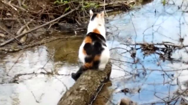 Ловись рыбка большая и маленькая. смотреть онлайн