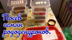 13 февраля 2025 г. Посев семян рододендронов.