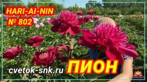 Пион Hari-Ai-Nin. Цветение 2022 года / Сад Ворошиловой