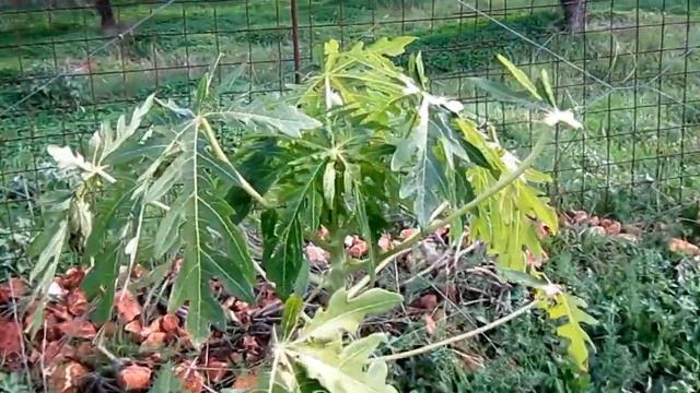 Papaya tree in Crete บักหุ่ง 7 months смотреть онлайн