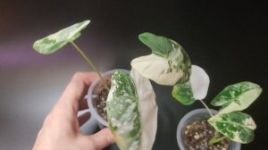 Алоказия Фрайдек