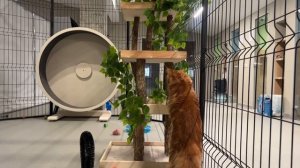 Коты в Территории заботы