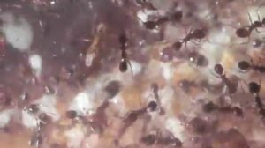 Мои муравьи-- Pheidole из Израиля