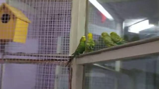 ПОПУГАЙЧИКИ смотреть онлайн