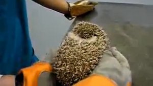 как плачет ёжик