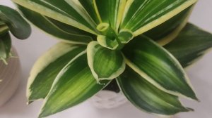 Ханни Даймонд и Пагода Стриата