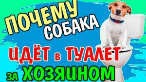 Почему собака идёт за хозяином в туалет