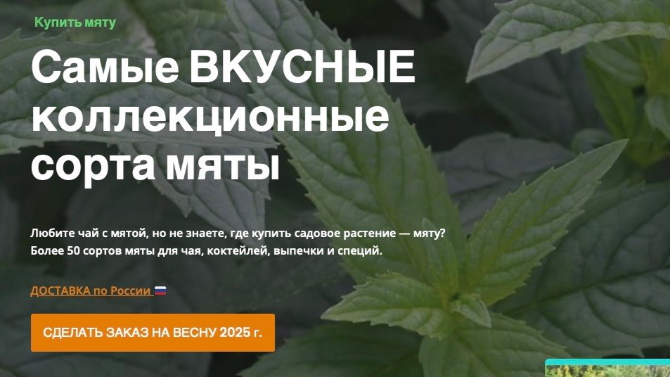 ТОПовые сорта мяты