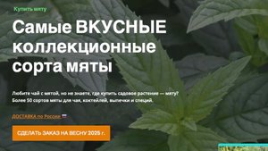 ТОПовые сорта мяты
