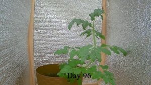 Таймлапс роста томата ч.3