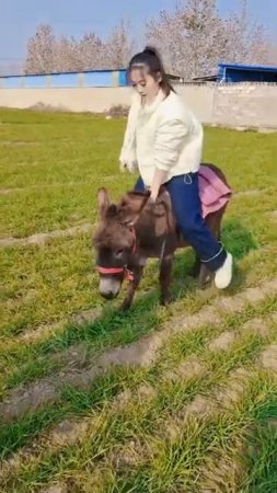 Funniest Donkey Ever! Donkey Training & Riding the fun way! 533