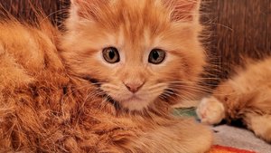 Кот кот кот