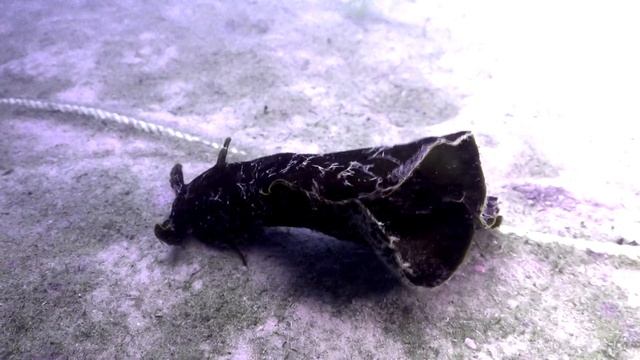 Liebre de mar (APLYSIA FASCIATA) en Atlantidabuceo смотреть онлайн