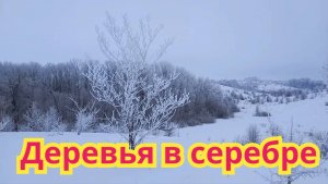 Красота природы зимой.Деревья в серебре.