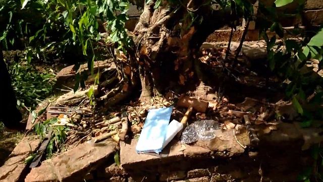 Cara Program Bonsai Beringin Jumbo #trainerbonsai #beringinarjuna #kireinabonsai #caribonsaijogja смотреть онлайн