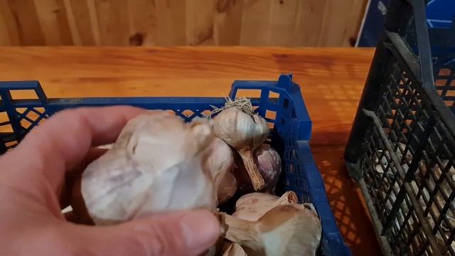 Хранение чеснока