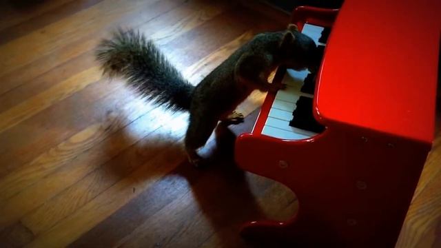 Белка профи - пианист. Забавные животные cute animals смотреть онлайн