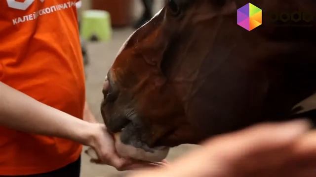 Экскурсия на конюшню для двоих смотреть онлайн