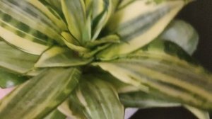 Сансевиерия Сильвер Фрост